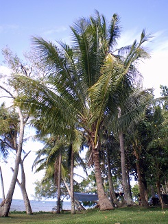 Les cocotiers de la plage de Moara à thio